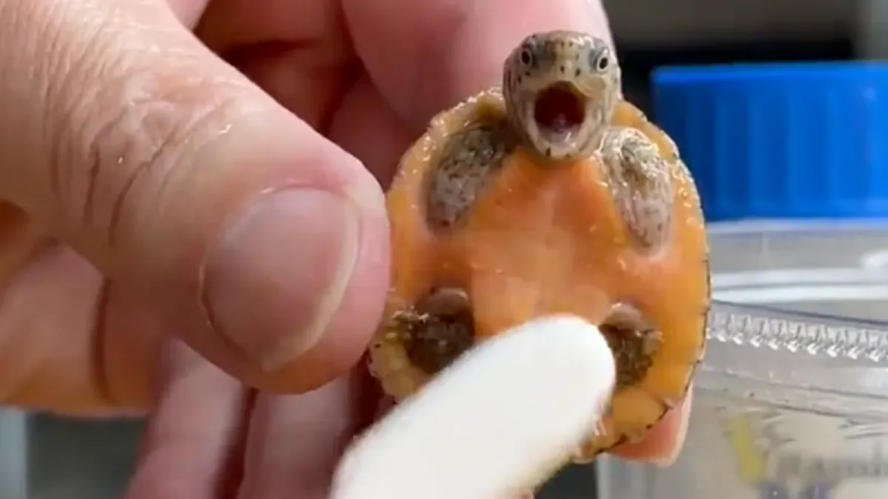 En babyskildpadde 'nyder en rengøring' i denne virale vid?