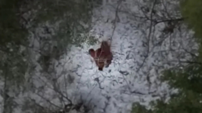 Zeigen Drohnenaufnahmen, wie Bigfoot durch einen verschneiten Wald streift?