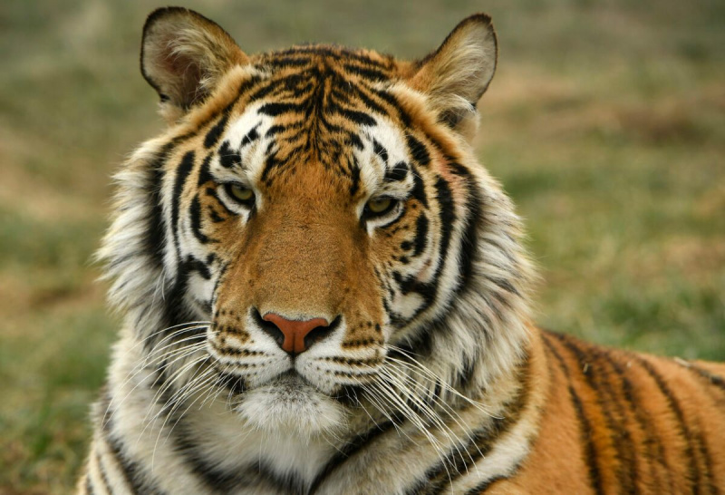 Tiger ved NYCs Bronx Zoo Tester Positive for Coronavirus