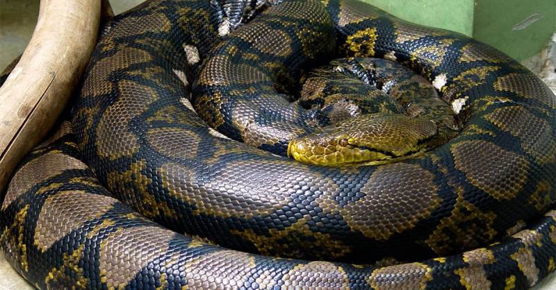 Hat eine Python eine Frau in Indonesien geschluckt?