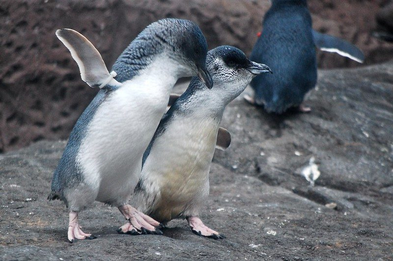 Visar en bild 'änkade' pingviner som tröstar varandra?