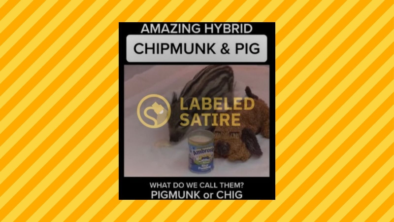 Er en 'Chipmunk Pig' et rigtigt hybrid dyr?