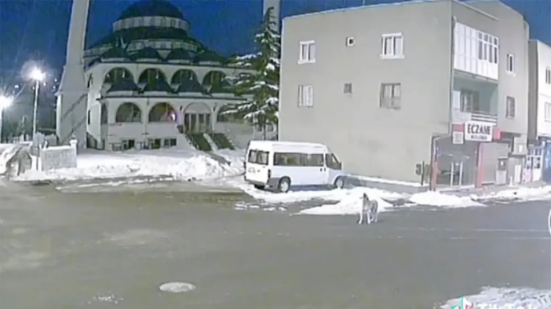 Zeigt das Video einen heulenden Hund vor einem Erdbeben in der Türkei?