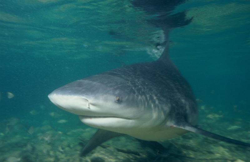 Большие белые акулы замечены в реке Миссисипи?