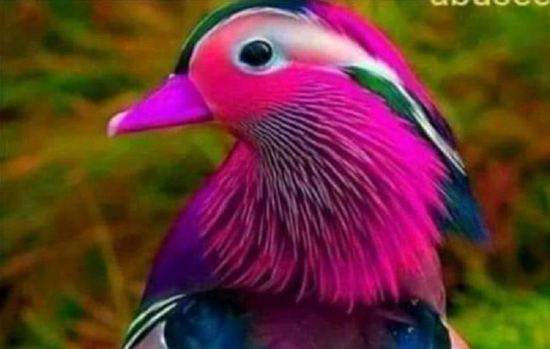 האם ציפור צבעונית זו אמיתית?