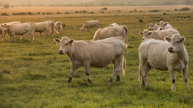 Ovatko varoitusmerkit lehmien laskuvarjoista todellisia?