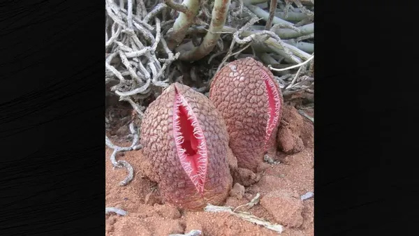 Ja, denne planten ligner virkelig en vagina