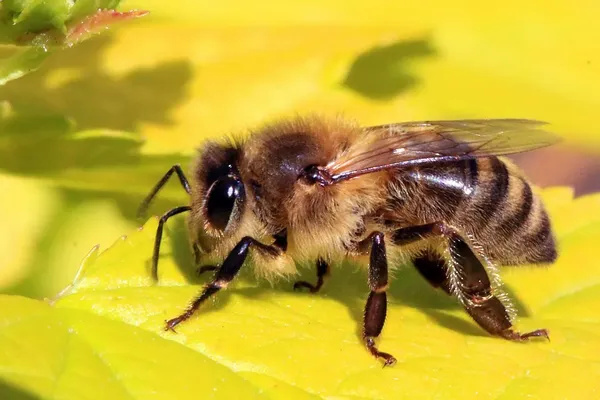 Sterben männliche Honigbienen beim Sex am Höhepunkt?
