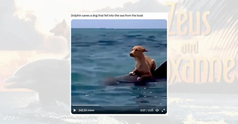 Zeigt dieses Video einen Hund, der von einem Delphin gerettet wird?