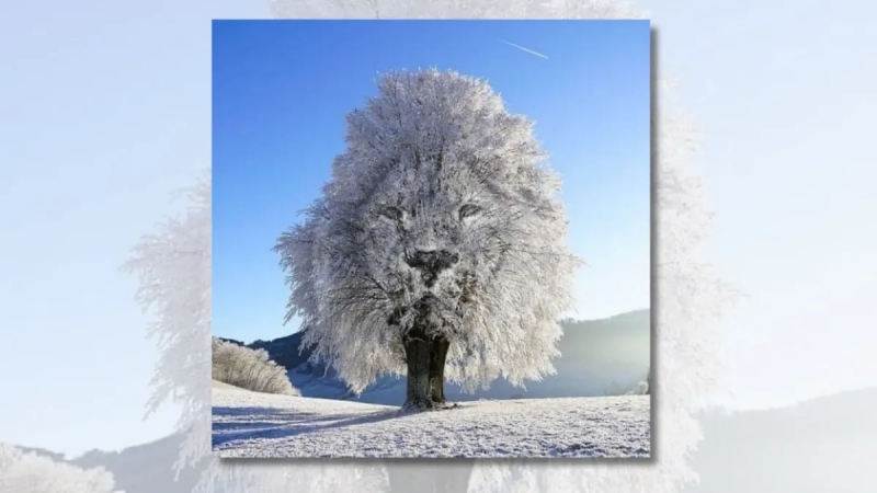 Ist das ein echtes Foto eines Baumes mit Löwengesicht?